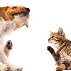 Durante la primavera, es común que perros y gatos experimenten picazón, estornudos y pérdida de pelo.