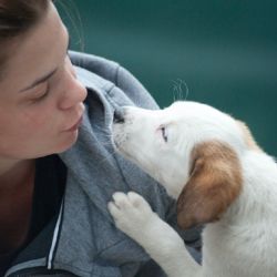 Con la primavera, muchos dueños de perros y gatos comienzan a notar los primeros síntomas de alergias estacionales 