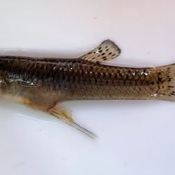 El trabajo se realizó de manera estacional durante 2022, y se estudiaron, además, las características del agua y algunos aspectos de la biología de los peces como tallas, condición corporal, épocas de reproducción, entre otros.