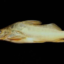 El trabajo se realizó de manera estacional durante 2022, y se estudiaron, además, las características del agua y algunos aspectos de la biología de los peces como tallas, condición corporal, épocas de reproducción, entre otros.