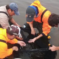 El trabajo se realizó de manera estacional durante 2022, y se estudiaron, además, las características del agua y algunos aspectos de la biología de los peces como tallas, condición corporal, épocas de reproducción, entre otros.