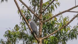 La especie se creía extinta desde hace 55 años en el mundo.