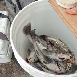  Ya sea desde playa o de escollera, cualquier escenario con rompiente y agua entremezclada ofreció una tremenda cantidad de ejemplares de todos los portes, más allá de que las más grandes llegan aproximadamente a un kilogramo de peso. 
