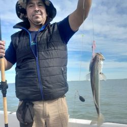 La pescadilla es la especie más abundante junto con gatuzos y palometas de muy buen porte, ejemplares que dan una pelea muy deportiva e inclusive se las puede pescar con algún artificial. 