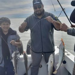 La pescadilla es la especie más abundante junto con gatuzos y palometas de muy buen porte, ejemplares que dan una pelea muy deportiva e inclusive se las puede pescar con algún artificial. 