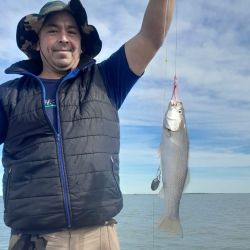 La pescadilla es la especie más abundante junto con gatuzos y palometas de muy buen porte, ejemplares que dan una pelea muy deportiva e inclusive se las puede pescar con algún artificial. 