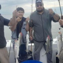 La pescadilla es la especie más abundante junto con gatuzos y palometas de muy buen porte, ejemplares que dan una pelea muy deportiva e inclusive se las puede pescar con algún artificial. 