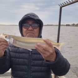 Mientras en Isla Paulino podemos pescar a flote, en los muelles del Universitario como Municipalizado, los rindes son fondeados. 