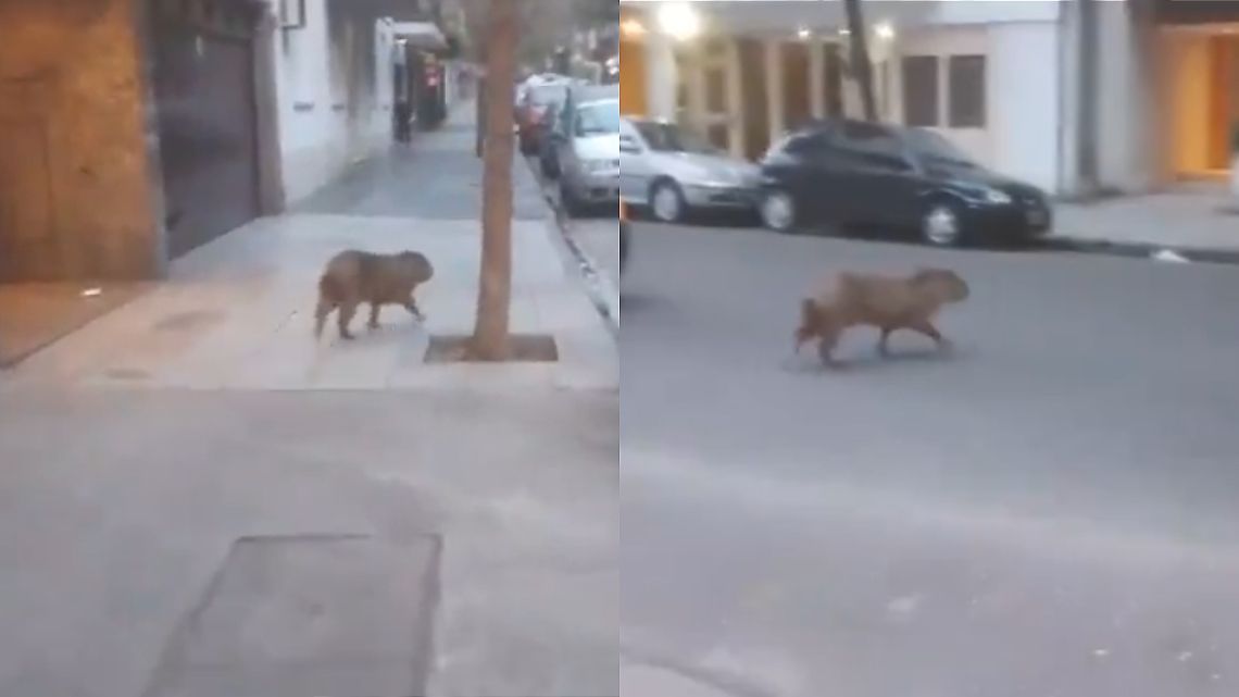 Misterio por el carpincho que apareció caminando por las calles de Recoleta