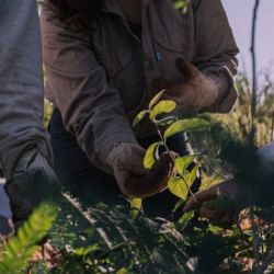 El Bosque Atlántico es uno de los cinco lugares más biodiversos de todo el planeta