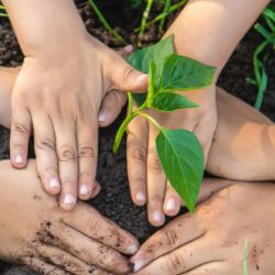 Es un gran esfuerzo para combatir la deforestación y fomentar la biodiversidad.