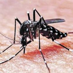Dengue | Foto:CEDOC