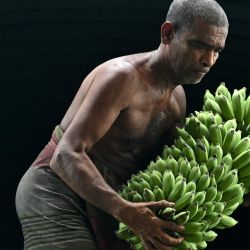 Un trabajador descarga plátanos de un camión en un mercado de Colombo, Sri Lanka. | Foto:IDREES MOHAMMED / AFP