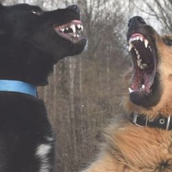 La fecha busca concientizar en las consecuencias de la rabia animal.