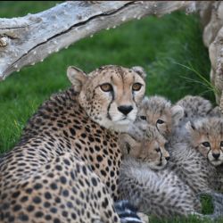 Fue en marco del programa de reintroducción del guepardo en el Reino de Arabia Saudita.