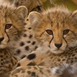 Dos de los cuatro cachorritos de guepardo nacidos en Arabia Saudita.