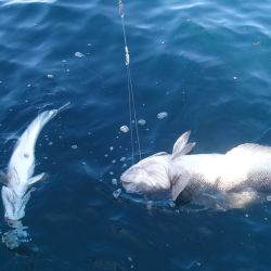 Mar del Plata es uno de los destinos más visitados de la costa atlántica para los aficionados que buscan pesca de altura calificada.