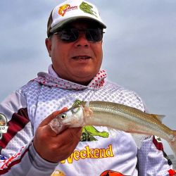 Con calidad y cantidad, Alsina rinde pescarla con mojarra viva, sin descartar, con mucho viento, el filet de pejerrey coloreado de rojo. 