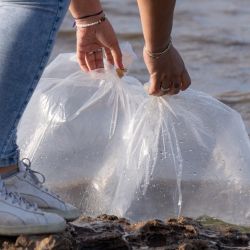 La Estación de Piscicultura de Chascomús, dependiente del Ministerio de Desarrollo Agrario, es la hacedora de todas las siembras que se realizan en el territorio bonaerense.
