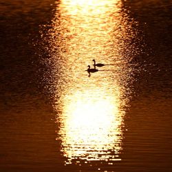 Dos somormujos lavancos nadan en un lago al atardecer cerca del pueblo de Niezgoda, en la región de Baja Silesia. Foto de Sergei GAPON / AFP | Foto:AFP