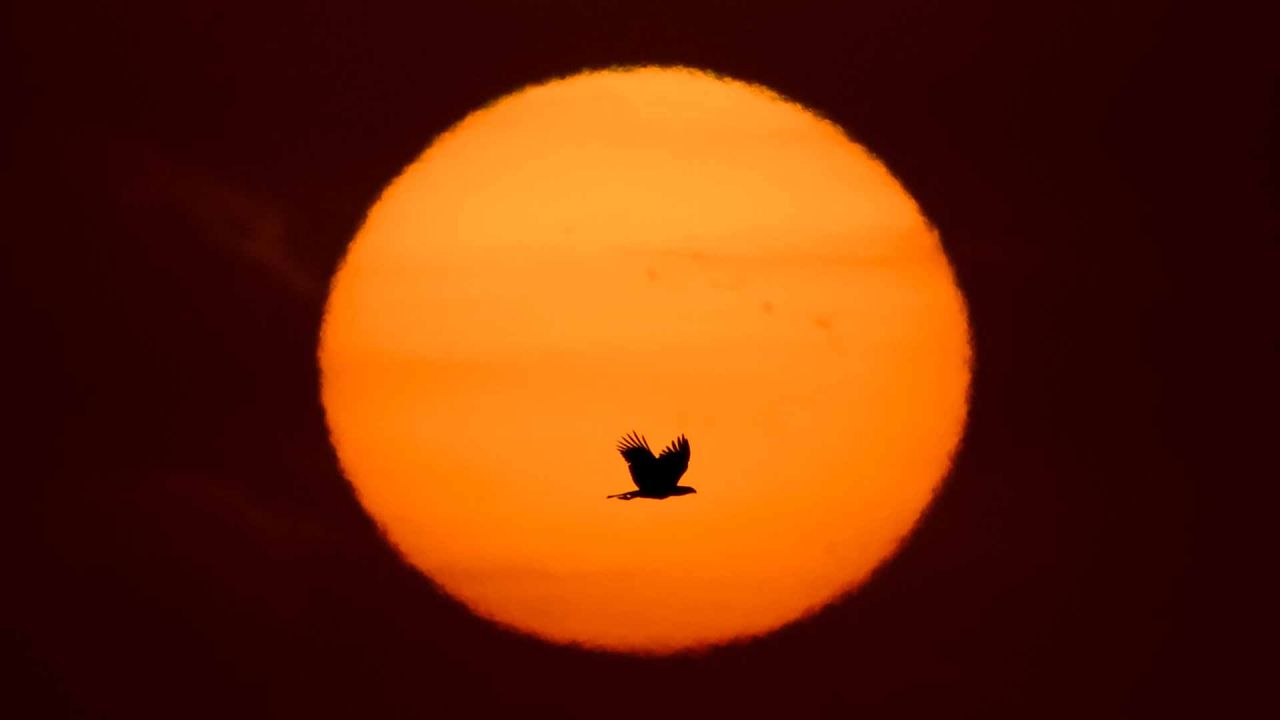  Un pájaro es fotografiado volando al amanecer con el sol de fondo en Buenos Aires. Foto de LUIS ROBAYO / AFP | Foto:AFP