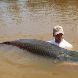El arapaima es estilizado, fuerte, excelente nadador, pero muy celoso para picar y con una sutileza extrema a la hora de abordar un cebo. Por lo que su pesca además de paciencia, es de mucha atención, pica como un pez pequeño, apenas se siente.