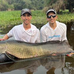 El arapaima es estilizado, fuerte, excelente nadador, pero muy celoso para picar y con una sutileza extrema a la hora de abordar un cebo. Por lo que su pesca además de paciencia, es de mucha atención, pica como un pez pequeño, apenas se siente.