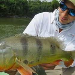 El arapaima es estilizado, fuerte, excelente nadador, pero muy celoso para picar y con una sutileza extrema a la hora de abordar un cebo. Por lo que su pesca además de paciencia, es de mucha atención, pica como un pez pequeño, apenas se siente.