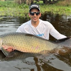El arapaima es estilizado, fuerte, excelente nadador, pero muy celoso para picar y con una sutileza extrema a la hora de abordar un cebo. Por lo que su pesca además de paciencia, es de mucha atención, pica como un pez pequeño, apenas se siente.