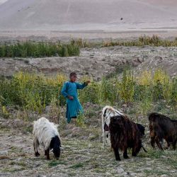 Un niño afgano observa cómo el ganado pasta en un campo en las afueras de Mazar-i-Sharif. Foto de Atif ARYAN / AFP | Foto:AFP