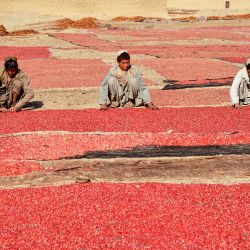 Los agricultores afganos esparcen semillas de granada para que se sequen al sol en un campo en el distrito de Arghandab. Foto de Sanaullah SEIAM / AFP | Foto:AFP