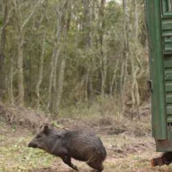 Fueron rehabilitados en la Estancia La Leonor y en el Complejo Ecológico de Sáenz Peña.