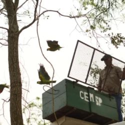 Fue en el marco de la Campaña para Preservar, Repoblar y Reintroducir Especies Nativas.