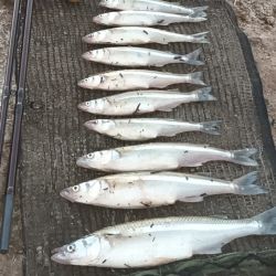 Uno de los puntos rendidores es la zona conocida como El Pico, sitio de numerosos concursos con la carpa o el pejerrey como estrella. 