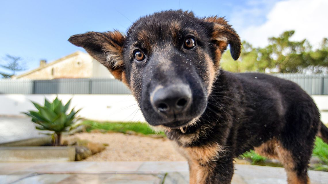 La nueva ola de domesticación: cómo los perros están evolucionando para vivir en la ciudad