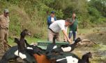 Así liberaron a más de un centenar de animales rescatados del tráfico ilegal en Chaco