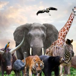 La fecha busca reivindicar los derechos de los animales.