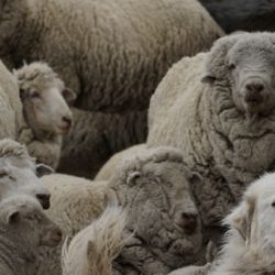 La fauna patagónica tiene un lugar de privilegio en esta exposición.