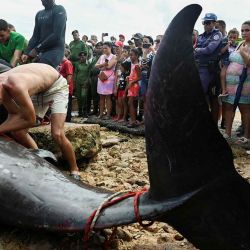 Los residentes observan a los rescatistas que retiran una cría de ballena muerta del mar en la costa de la ciudad de Baracoa, provincia de Artemisa, Cuba. Foto de YAMIL LAGE / AFP | Foto:AFP