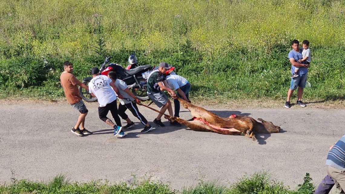 Blood madness: a truck with cows overturned on Route 9, they were beaten to death and slaughtered right there