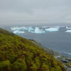 El Continente Blanco está experimentando un aumento dramático en su cobertura vegetal,