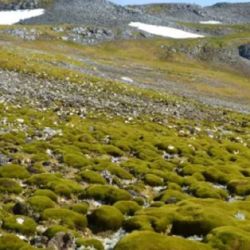 En 1986 la cobertura vegetal en la Península Antártica era de menos de un kilómetro cuadrado.