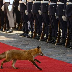  Un zorro pasa junto a la guardia de honor militar antes de la ceremonia de bienvenida al presidente mauritano Mohamed Ould Cheikh El Ghazouani, en Berlín. Foto de Tobias SCHWARZ / AFP  | Foto:AFP