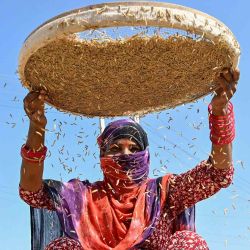 Una mujer usa un tamiz para separar los granos de arroz de la cáscara en un mercado mayorista de granos en Amritsar. Foto de Narinder NANU / AFP | Foto:AFP