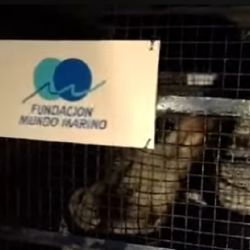 El lobito fue rescatado, sano y salvo.