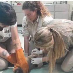 Fue trasladado al Centro de Zoonosis y Protección Animal de Quilmes.