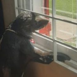 El lobito se encontraba en buen estado de salud.