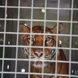 Lucy había nacido en cautiverio en el zoológico de Batán, Mar del Plata. 