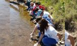 Primera siembra de truchas marrones silvestres en el Río Negro