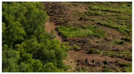 chaco deforestacion 10102024